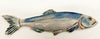 Herring Fish (right-facing)