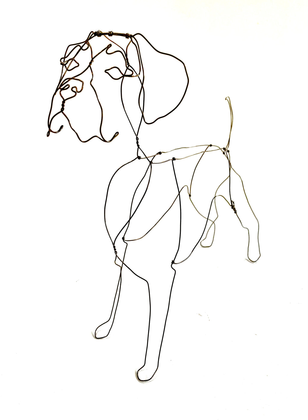 Boxer