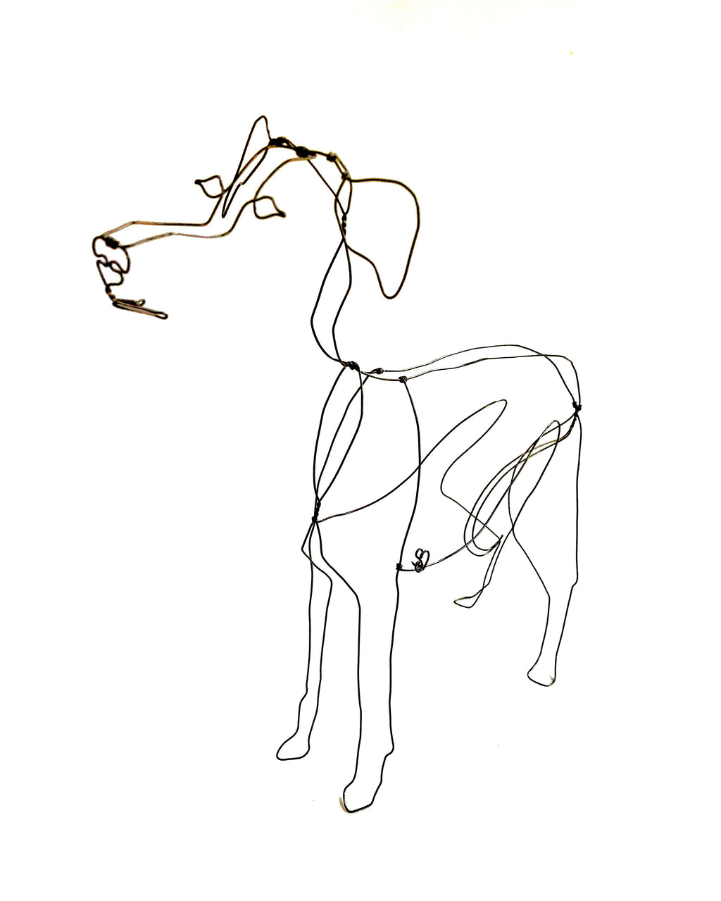Whippet