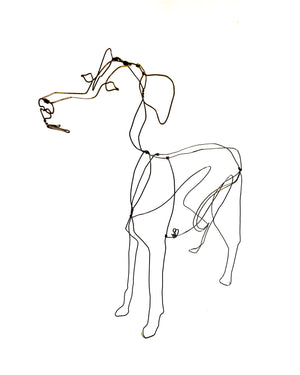 Whippet